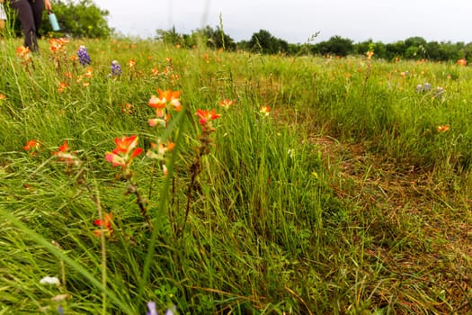 Views at Bluebonnet Park, Ennis, Texas