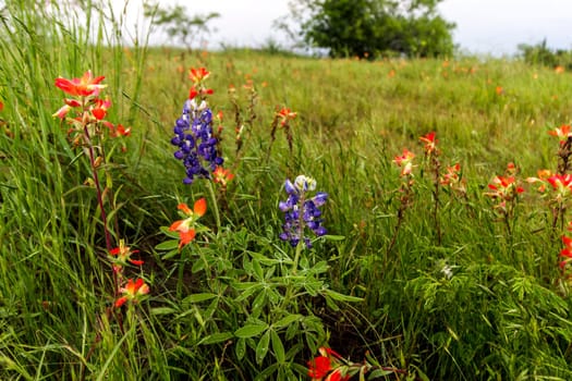 Views at Bluebonnet Park, Ennis, Texas