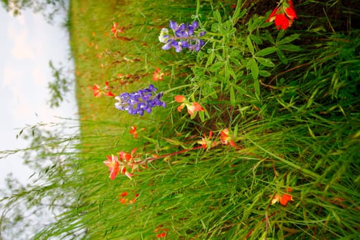 Views at Bluebonnet Park, Ennis, Texas