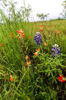 Views at Bluebonnet Park, Ennis, Texas