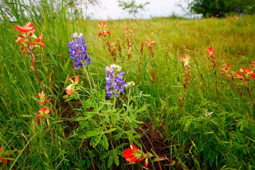 Views at Bluebonnet Park, Ennis, Texas