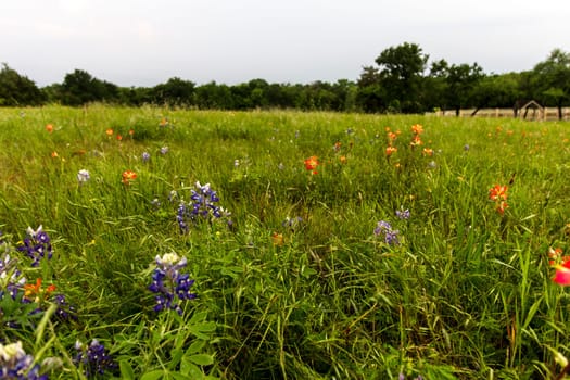 Views at Bluebonnet Park, Ennis, Texas
