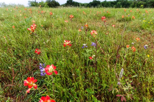 Views at Bluebonnet Park, Ennis, Texas