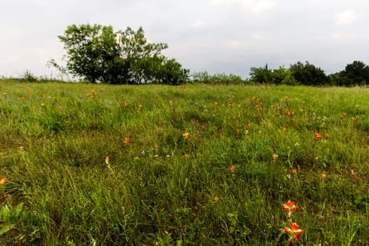 Views at Bluebonnet Park, Ennis, Texas