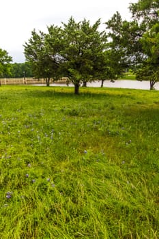 Views at Bluebonnet Park, Ennis, Texas