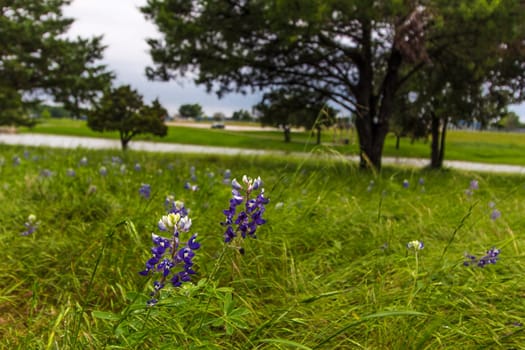 Views at Bluebonnet Park, Ennis, Texas