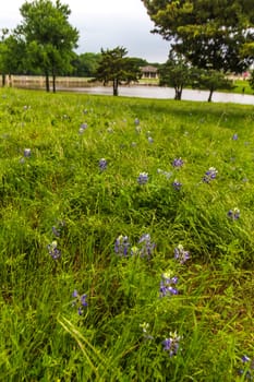 Views at Bluebonnet Park, Ennis, Texas