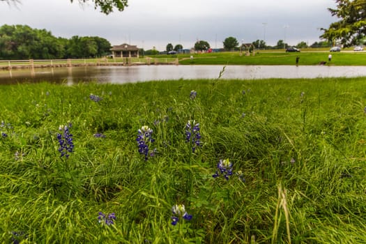 Views at Bluebonnet Park, Ennis, Texas