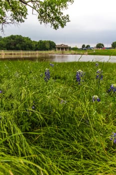 Views at Bluebonnet Park, Ennis, Texas