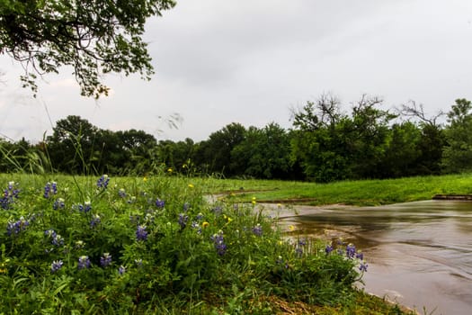 Views at Bluebonnet Park, Ennis, Texas