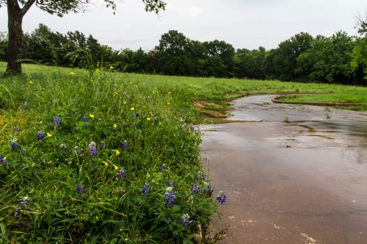 Views at Bluebonnet Park, Ennis, Texas