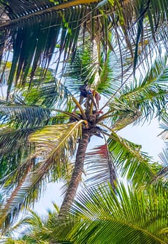 Bentota Beach Southern Province Sri Lanka 16. March 2018 Man climbs a palm tree to harvest coconuts in Bentota Beach Galle District Southern Province Sri Lanka.