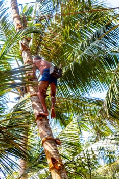 Bentota Beach Southern Province Sri Lanka 16. March 2018 Man climbs a palm tree to harvest coconuts in Bentota Beach Galle District Southern Province Sri Lanka.