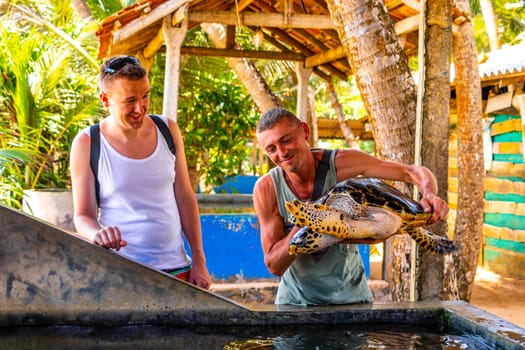 Man holds green sea turtle hawksbill sea turtle loggerhead sea turtle out of pool in Turtle breeding station conservation Center in Bentota Sri Lanka.