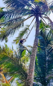 Bentota Beach Southern Province Sri Lanka 16. March 2018 Man climbs a palm tree to harvest coconuts in Bentota Beach Galle District Southern Province Sri Lanka.