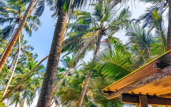 Palm trees and tropical nature in Bentota Beach Galle District Southern Province Sri Lanka.
