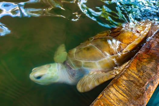 White albino sea turtle hawksbill sea turtle loggerhead sea turtle swims in pool in Turtle breeding station conservation Center in Bentota Sri Lanka.