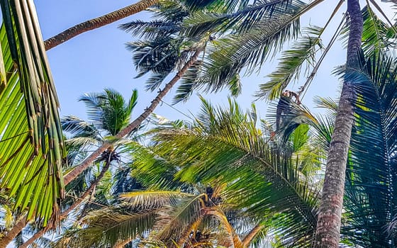 Bentota Beach Southern Province Sri Lanka 16. March 2018 Man climbs a palm tree to harvest coconuts in Bentota Beach Galle District Southern Province Sri Lanka.