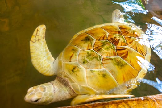 White albino sea turtle hawksbill sea turtle loggerhead sea turtle swims in pool in Turtle breeding station conservation Center in Bentota Sri Lanka.