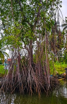 Boat safari through tropical natural mangrove jungle forest in Bentota Ganga River Lake in Bentota Beach Galle District Southern Province Sri Lanka.