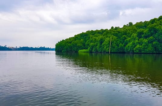 Boat safari through tropical natural mangrove jungle forest in Bentota Ganga River Lake in Bentota Beach Galle District Southern Province Sri Lanka.