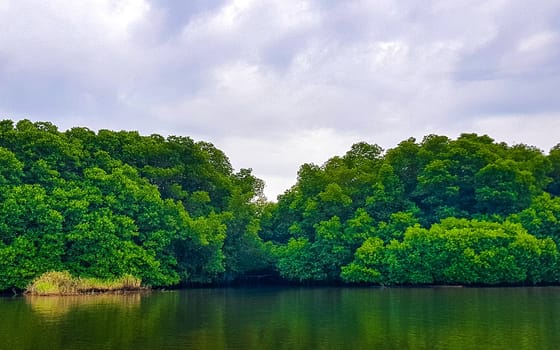 Boat safari through tropical natural mangrove jungle forest in Bentota Ganga River Lake in Bentota Beach Galle District Southern Province Sri Lanka.