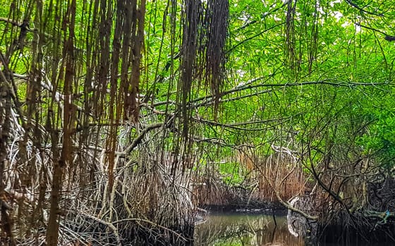 Boat safari through tropical natural mangrove jungle forest in Bentota Ganga River Lake in Bentota Beach Galle District Southern Province Sri Lanka.