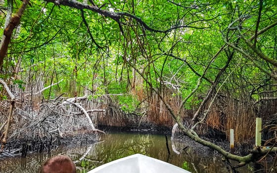 Boat safari trip through mangrove jungle forest in Bentota Ganga River Lake in Bentota Beach Galle District Southern Province Sri Lanka.