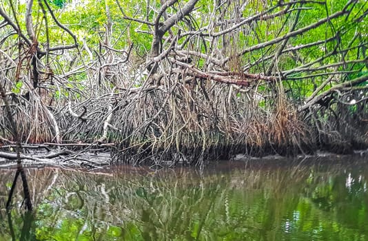 Boat safari through tropical natural mangrove jungle forest in Bentota Ganga River Lake in Bentota Beach Galle District Southern Province Sri Lanka.