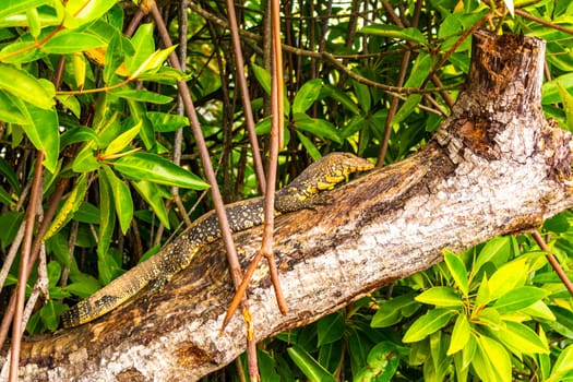 Large monitor lizard in tropical jungle nature in Bentota Beach Galle District Southern Province Sri Lanka.