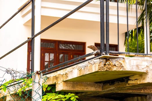 Large monitor lizard in tropical jungle nature in Bentota Beach Galle District Southern Province Sri Lanka.