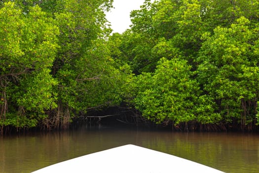 Boat safari trip through mangrove jungle forest in Bentota Ganga River Lake in Bentota Beach Galle District Southern Province Sri Lanka.