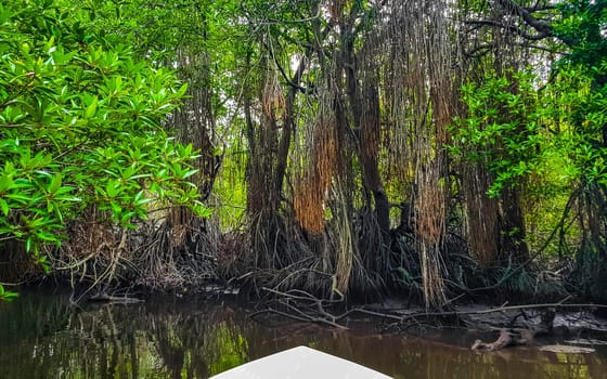 Boat safari trip through mangrove jungle forest in Bentota Ganga River Lake in Bentota Beach Galle District Southern Province Sri Lanka.