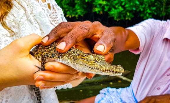 Baby crocodile holding in hand at Boat Safari in Bentota Ganga river mangrove jungle in Bentota Ganga river Bentota Beach Galle District Southern Province Sri Lanka.