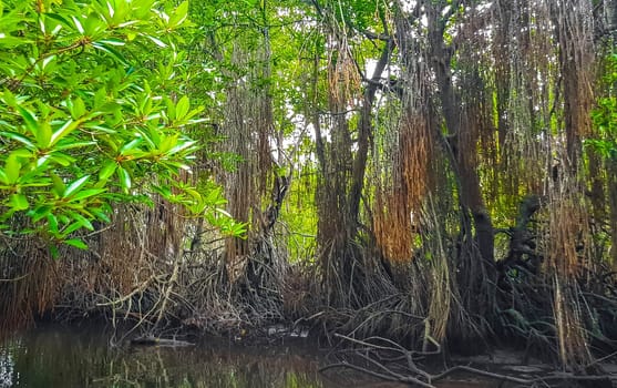 Boat safari through tropical natural mangrove jungle forest in Bentota Ganga River Lake in Bentota Beach Galle District Southern Province Sri Lanka.