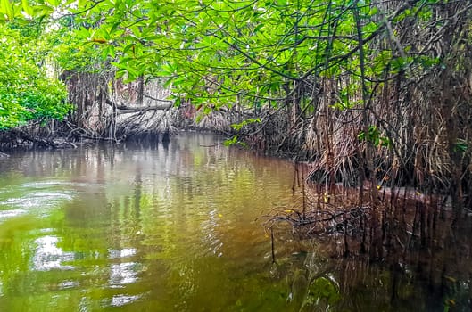 Boat safari through tropical natural mangrove jungle forest in Bentota Ganga River Lake in Bentota Beach Galle District Southern Province Sri Lanka.