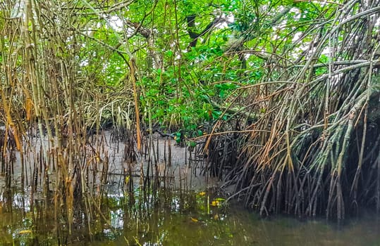 Boat safari through tropical natural mangrove jungle forest in Bentota Ganga River Lake in Bentota Beach Galle District Southern Province Sri Lanka.