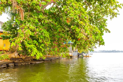 Boat safari through tropical natural mangrove jungle forest in Bentota Ganga River Lake in Bentota Beach Galle District Southern Province Sri Lanka.