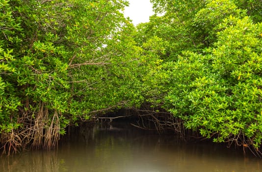 Boat safari through tropical natural mangrove jungle forest in Bentota Ganga River Lake in Bentota Beach Galle District Southern Province Sri Lanka.