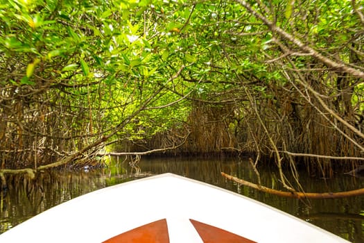 Boat safari trip through mangrove jungle forest in Bentota Ganga River Lake in Bentota Beach Galle District Southern Province Sri Lanka.