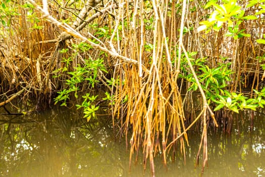 Boat safari through tropical natural mangrove jungle forest in Bentota Ganga River Lake in Bentota Beach Galle District Southern Province Sri Lanka.