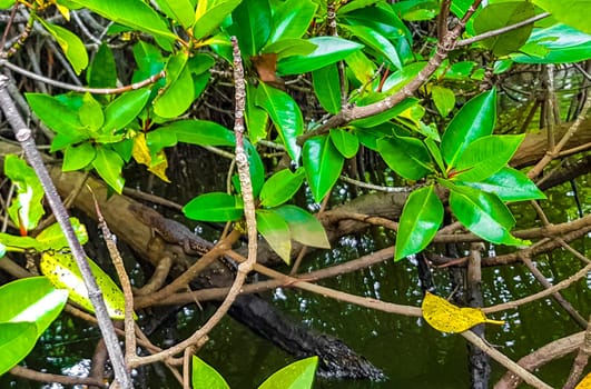 Small baby crocodile alligator in tropical mangrove river Bentota Ganga in Bentota Beach Galle District Southern Province Sri Lanka.