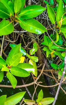 Small baby crocodile alligator in tropical mangrove river Bentota Ganga in Bentota Beach Galle District Southern Province Sri Lanka.