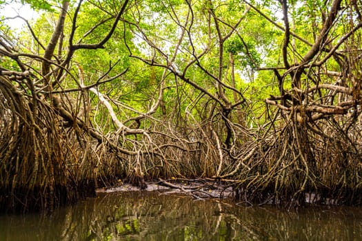 Boat safari through tropical natural mangrove jungle forest in Bentota Ganga River Lake in Bentota Beach Galle District Southern Province Sri Lanka.