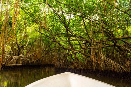 Boat safari trip through mangrove jungle forest in Bentota Ganga River Lake in Bentota Beach Galle District Southern Province Sri Lanka.