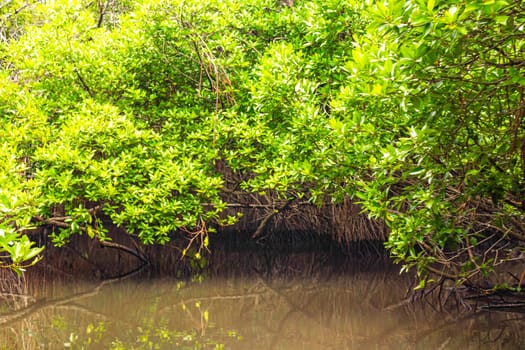 Boat safari through tropical natural mangrove jungle forest in Bentota Ganga River Lake in Bentota Beach Galle District Southern Province Sri Lanka.