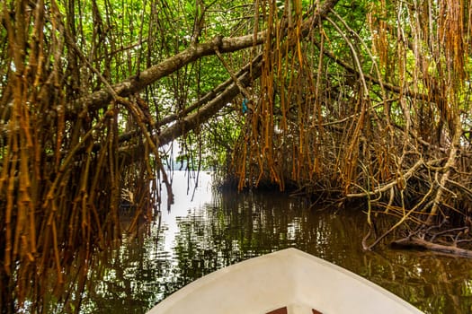 Boat safari trip through mangrove jungle forest in Bentota Ganga River Lake in Bentota Beach Galle District Southern Province Sri Lanka.