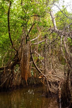 Boat safari through tropical natural mangrove jungle forest in Bentota Ganga River Lake in Bentota Beach Galle District Southern Province Sri Lanka.