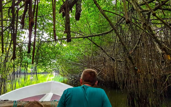 Boat safari through tropical natural mangrove jungle forest in Bentota Ganga River Lake in Bentota Beach Galle District Southern Province Sri Lanka.