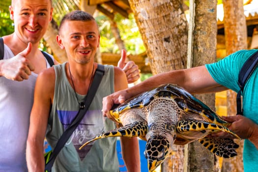 Man holds green sea turtle hawksbill sea turtle loggerhead sea turtle out of pool in Turtle breeding station conservation Center in Bentota Sri Lanka.